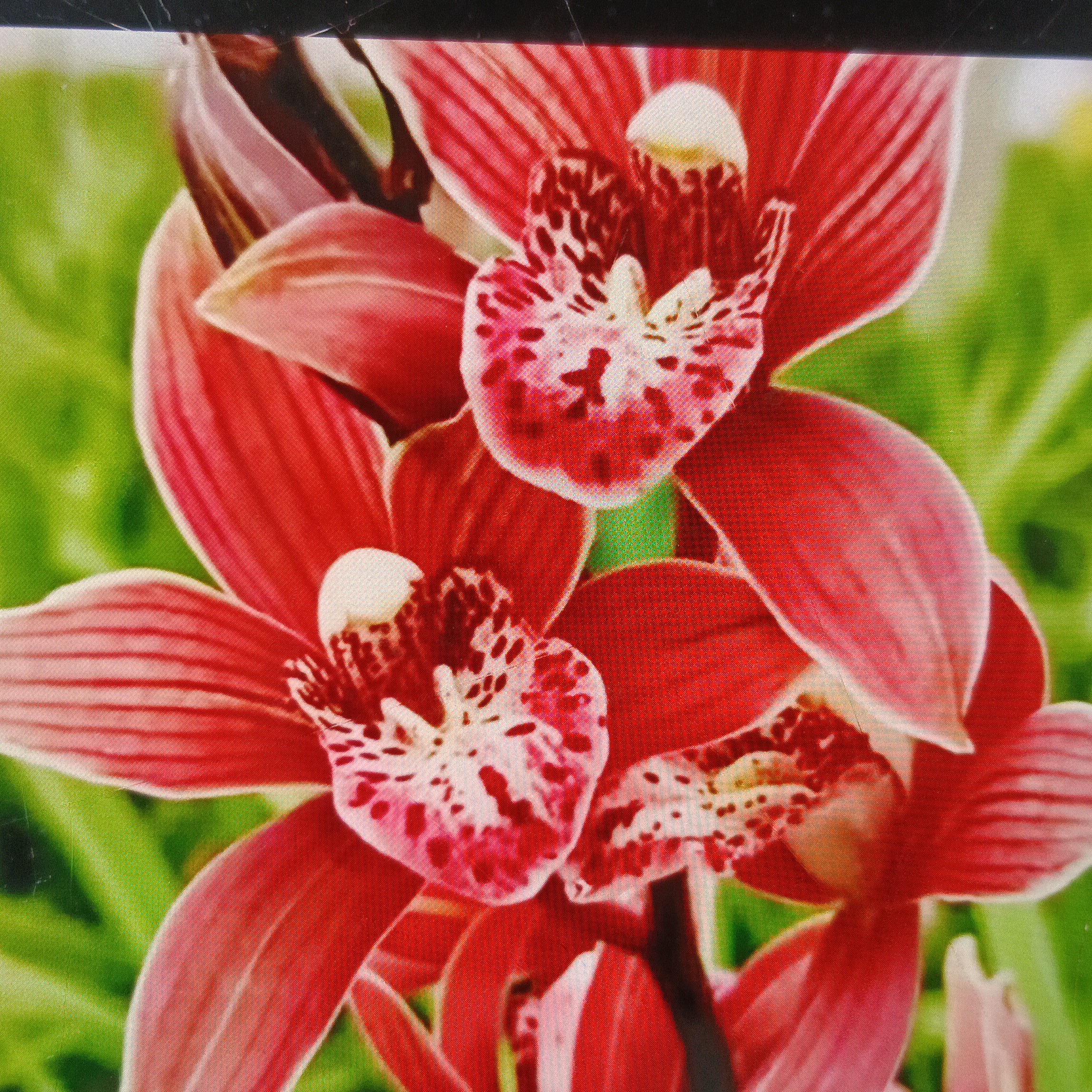 红钻兰花带花剑浓香型好养易活室内外绿植盆栽花卉