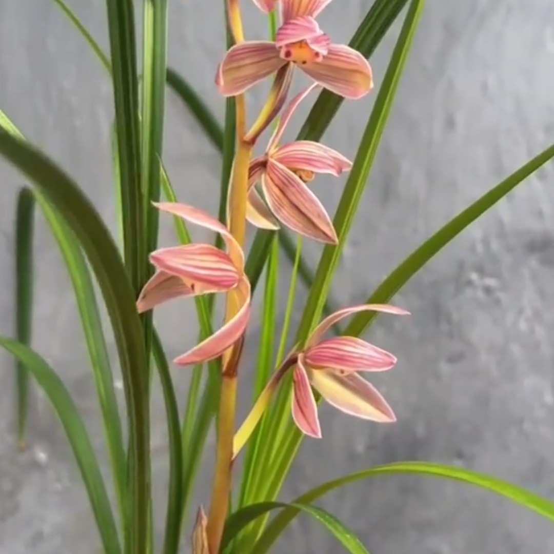 莲瓣兰，好养，室内，办公，阳台，露天，适应能力强