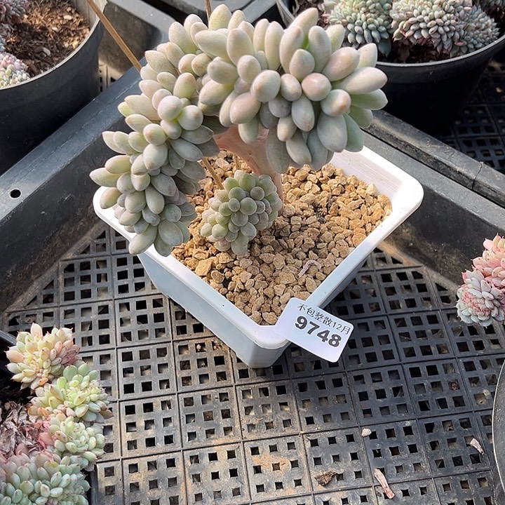 阿雅园艺。        9748汤圆缀