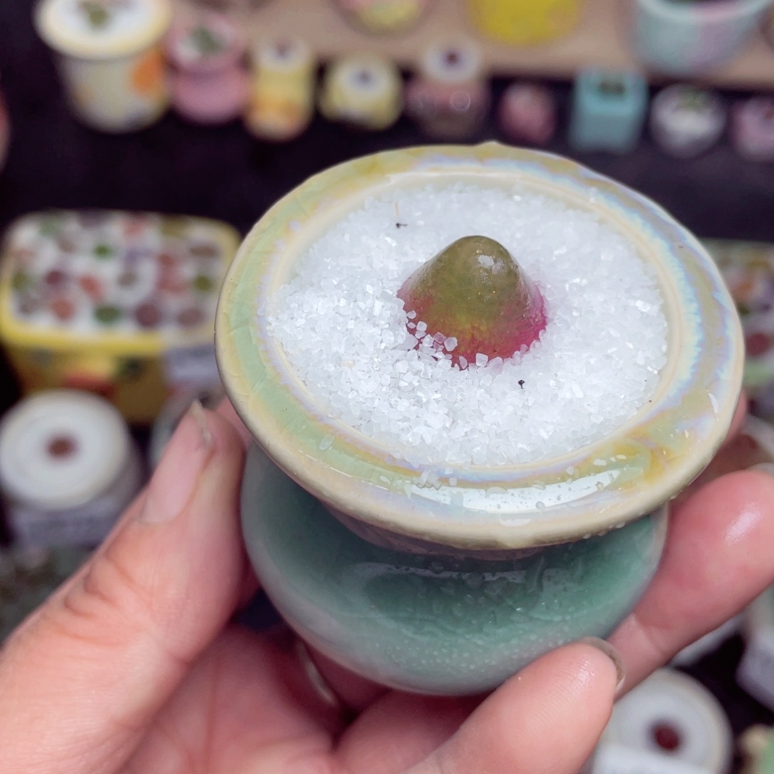 w8801 带盆土发货-零下地区拍保温箱