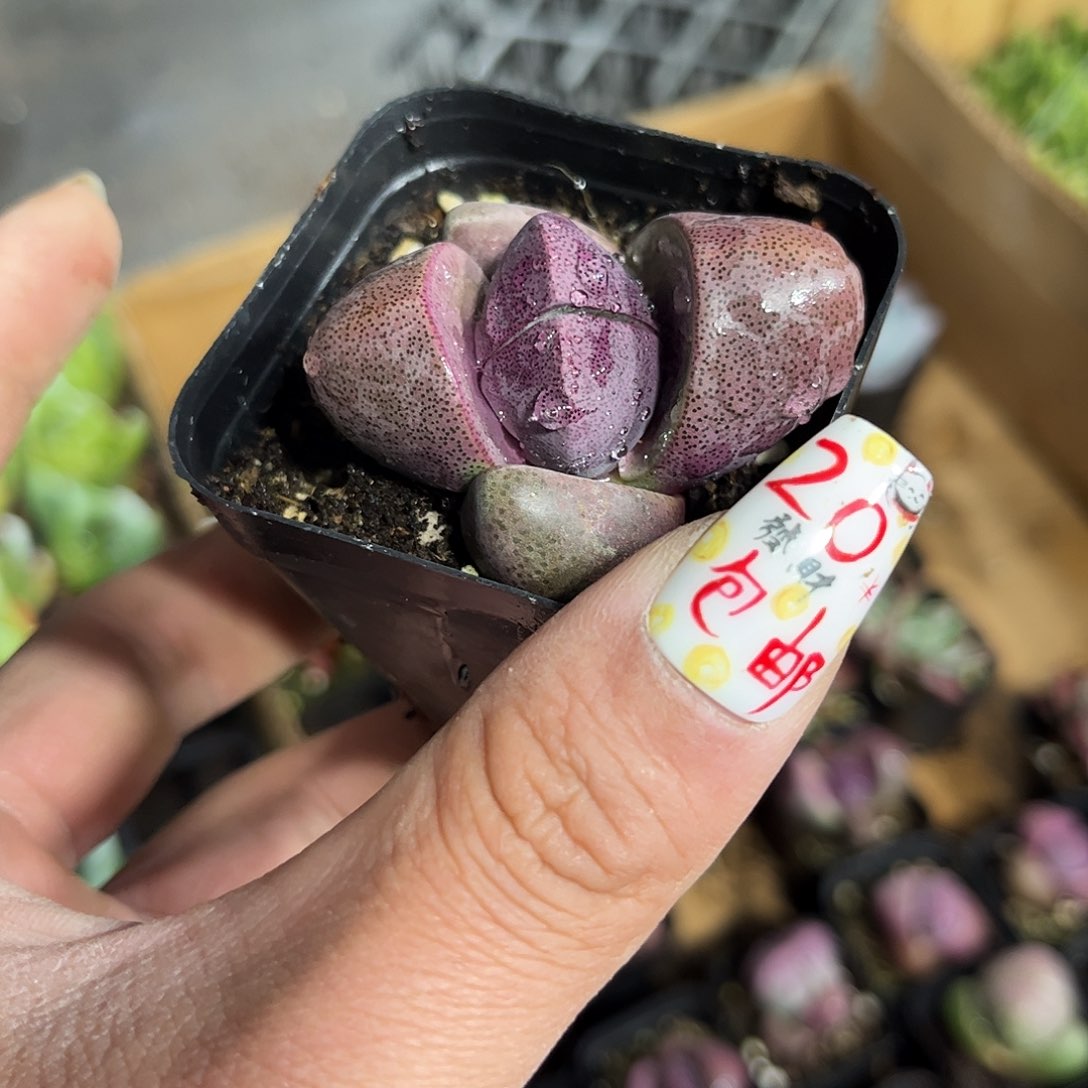 紫元宝单头发货有根发货