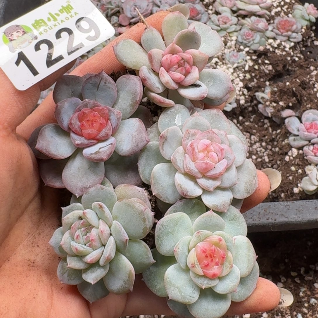 多肉植物多肉植物