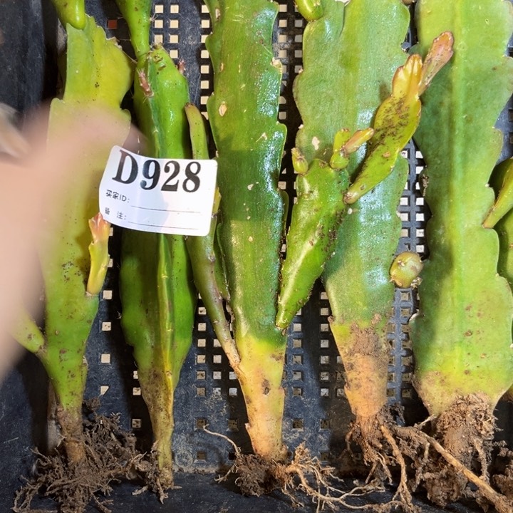 当前无花栽培后可以开花928