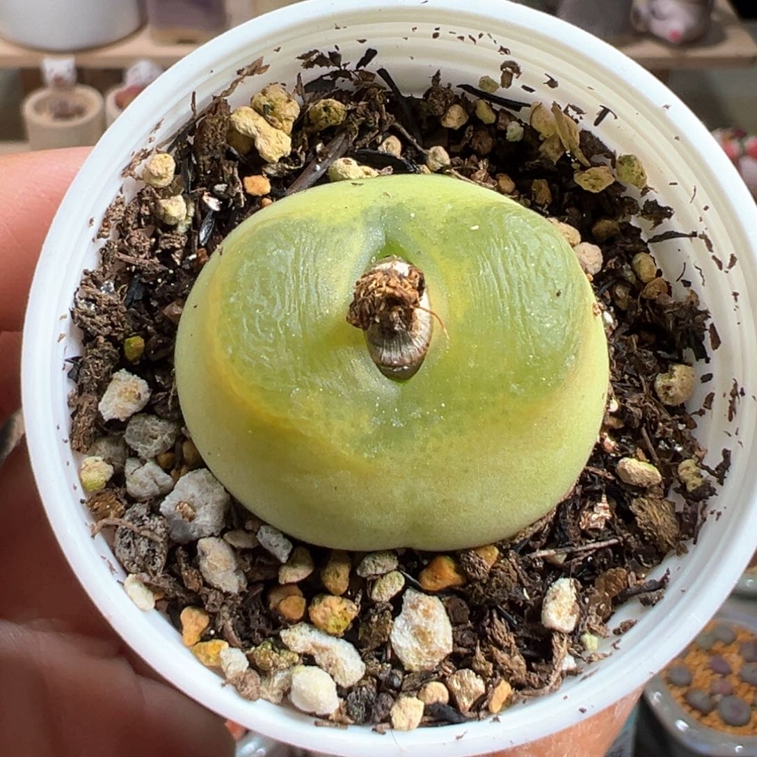 多肉植物140号大毛3.2厘米