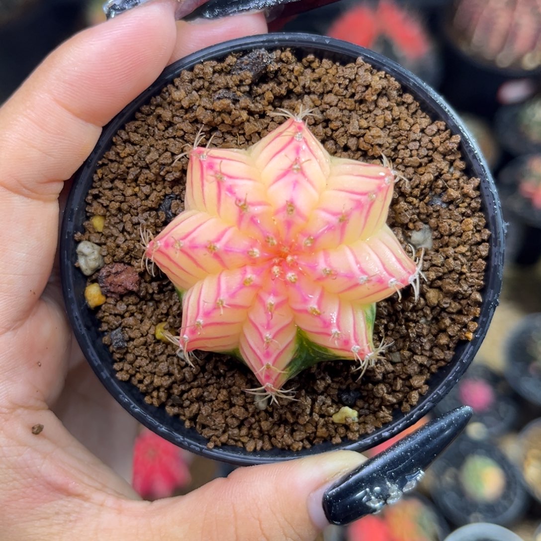 237 奶黄包 带盆土发货