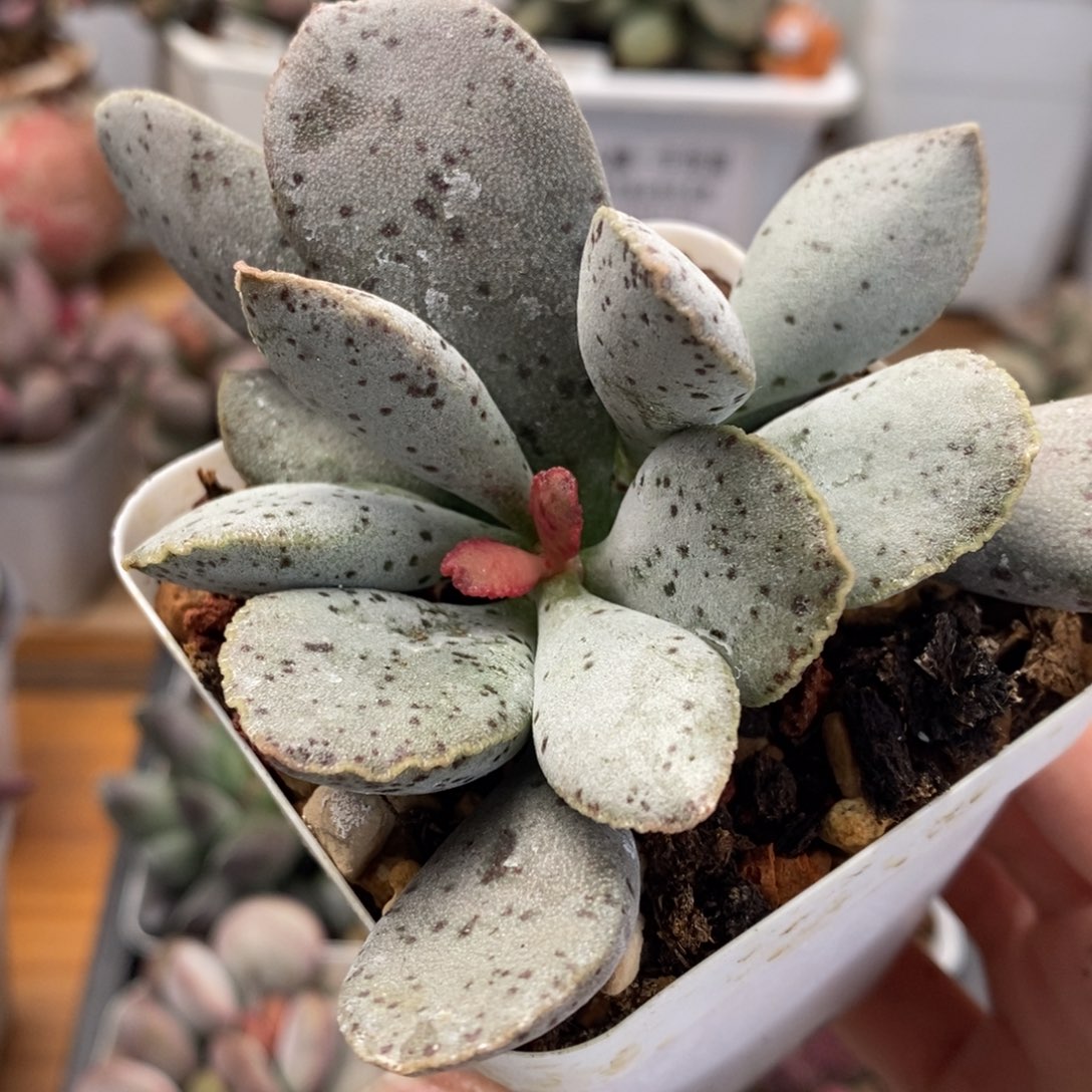 奥丁水泡多肉植物