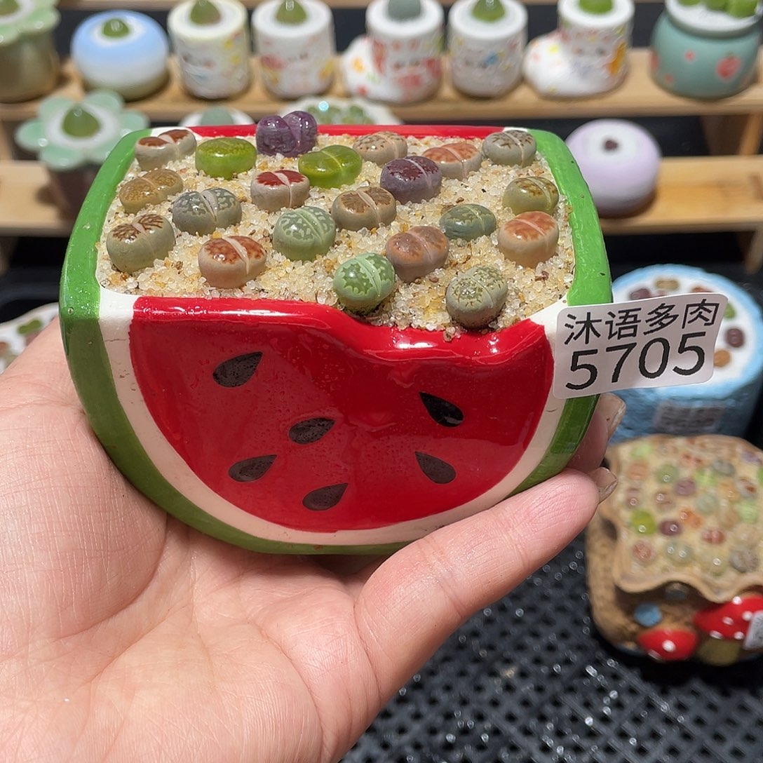带盆土植物 一物一拍5705