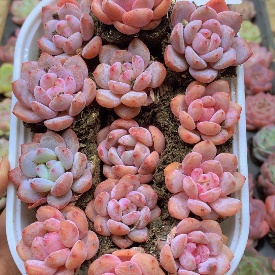 我也想要这样一024