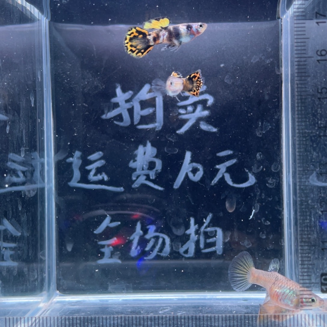 孔雀鱼圆尾虎斑两对