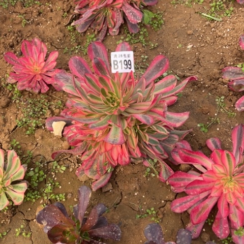 199美杜莎不包断枝