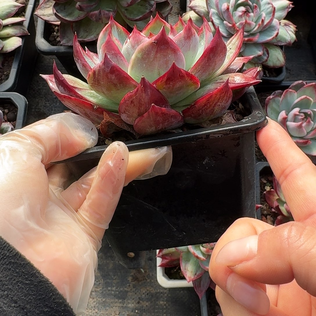 惊鸿惊鸿惊鸿拉丝 10 公分