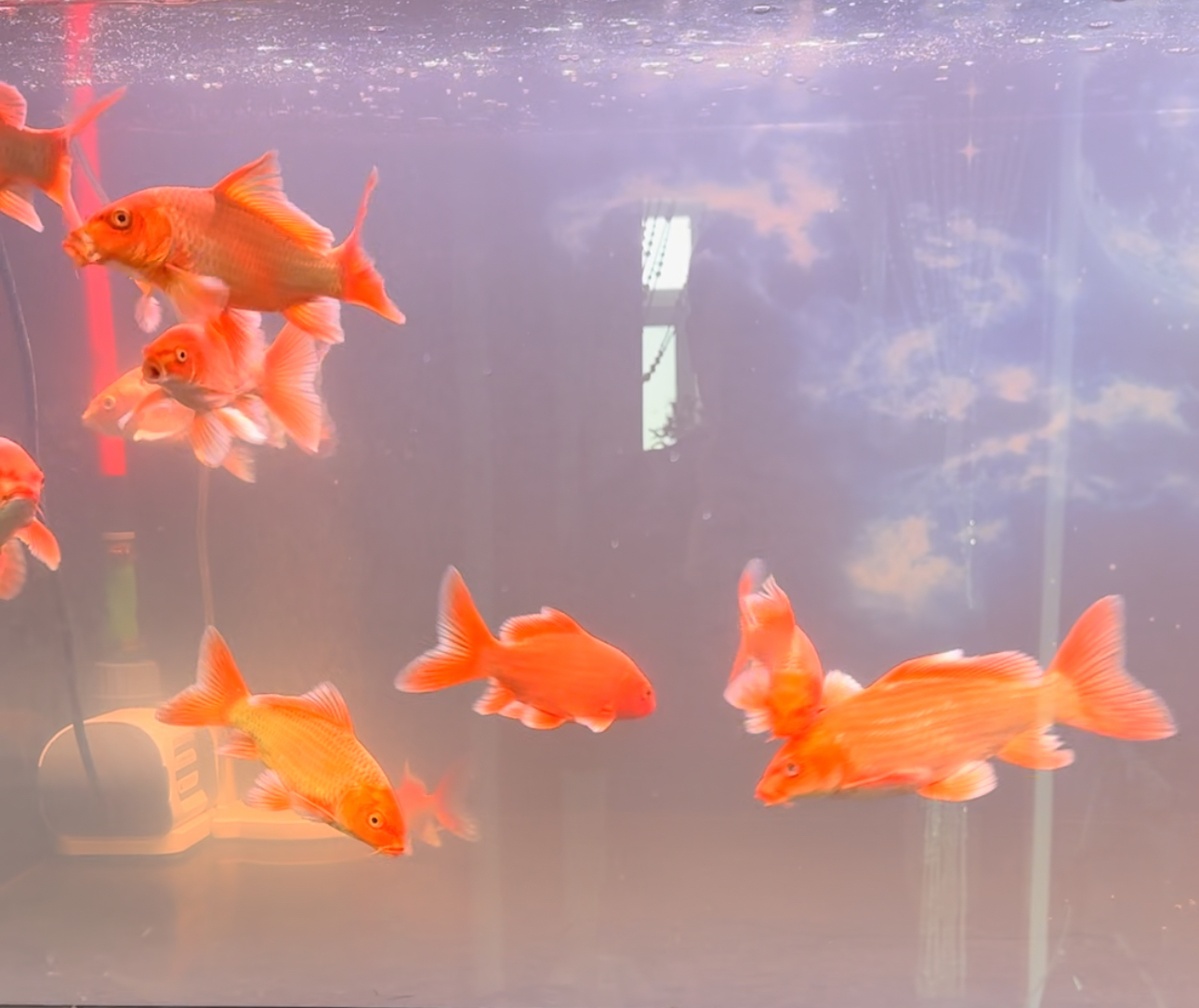 精品普身蝴蝶鲤——直播间一物一拍(图片仅供参考）