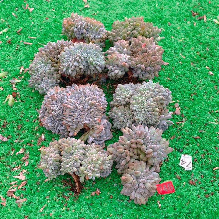 746橙子11111111111111111