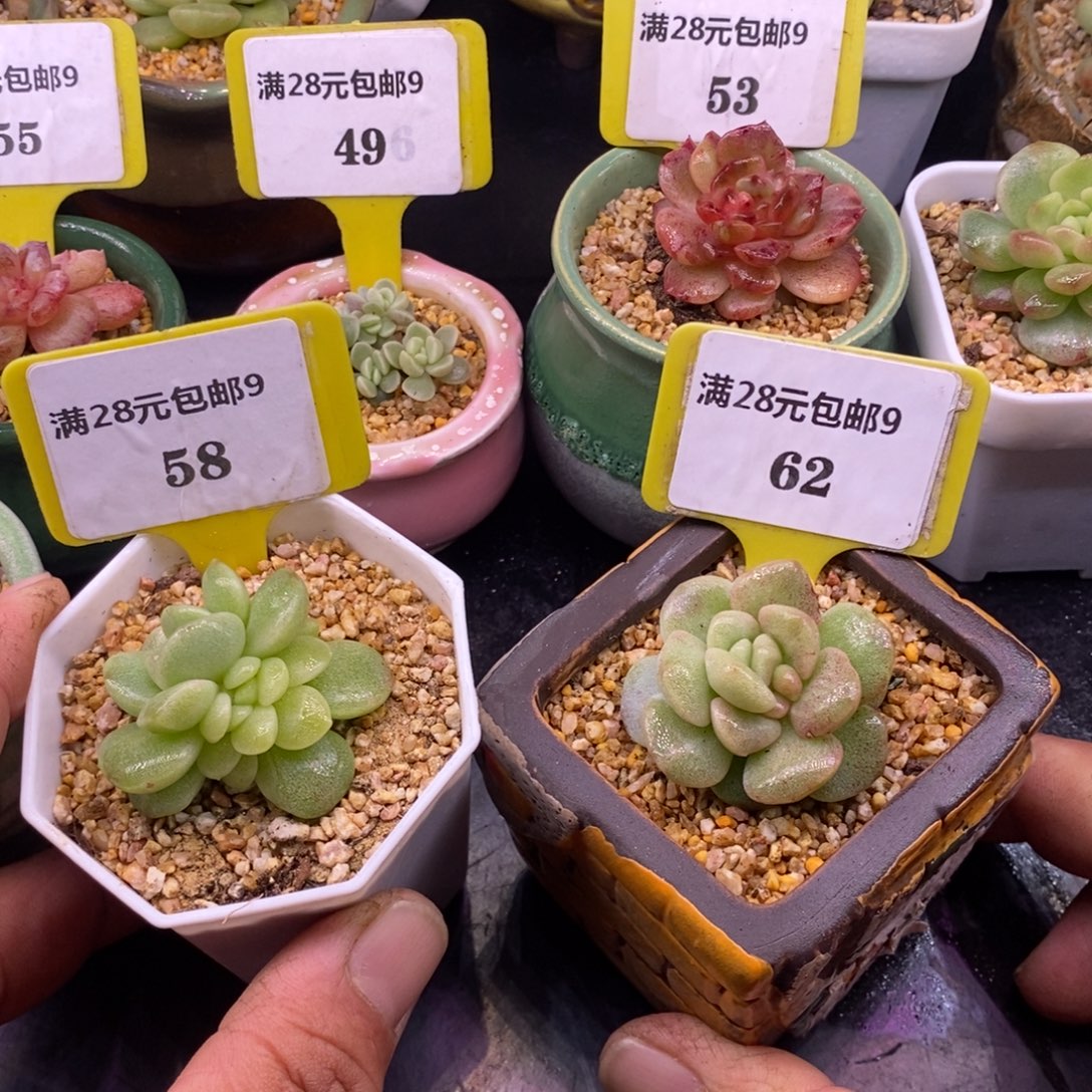 城***开958.962福利，冰玉锦两个