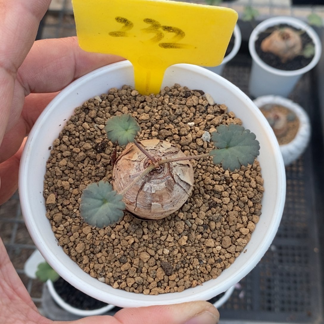 肾叶杨奎多肉植物