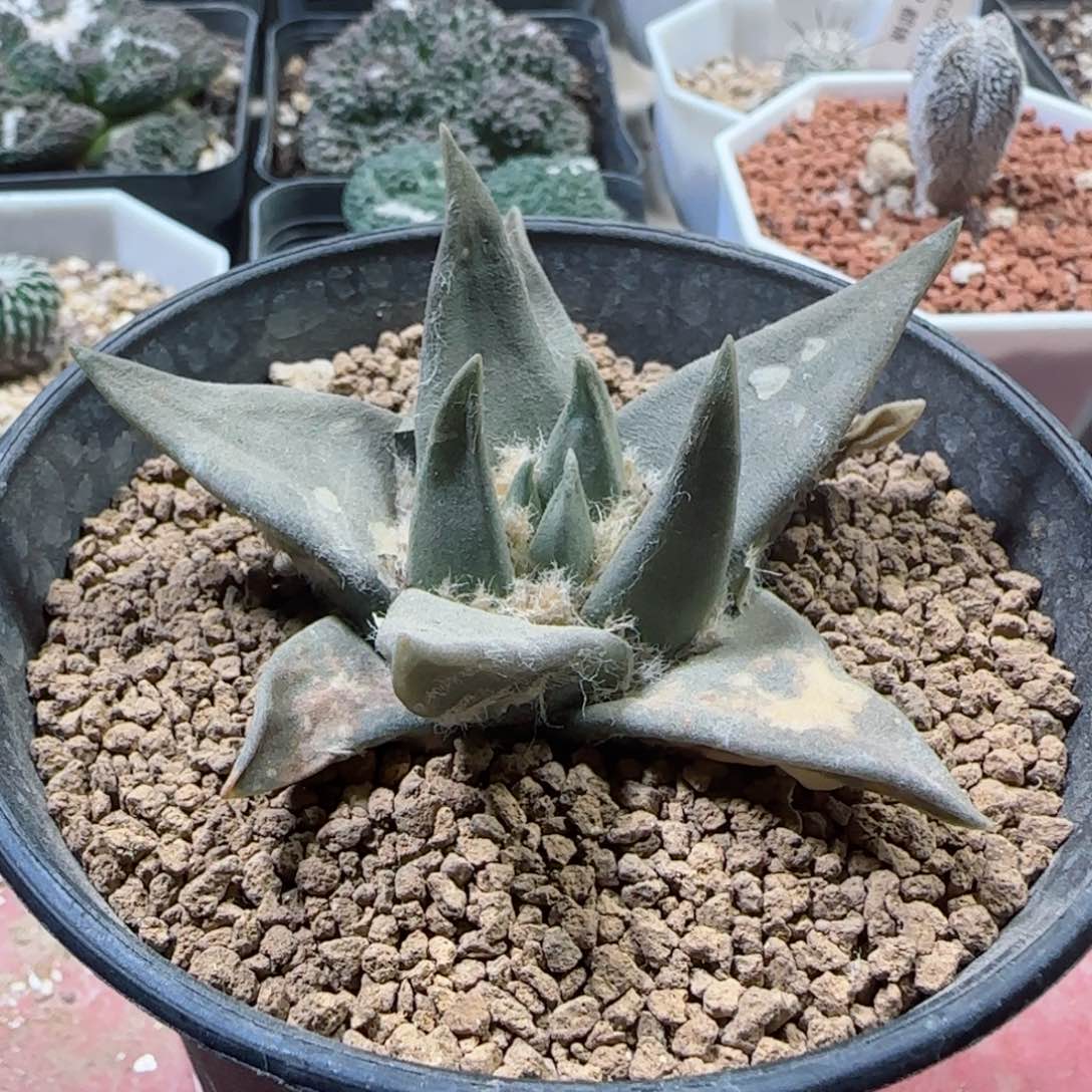 实生龙牙牡丹多肉