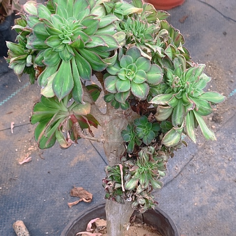 189黄中斑缀化多肉植物