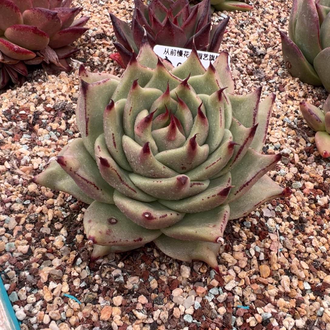 从前慢多肉精选编号0116.97