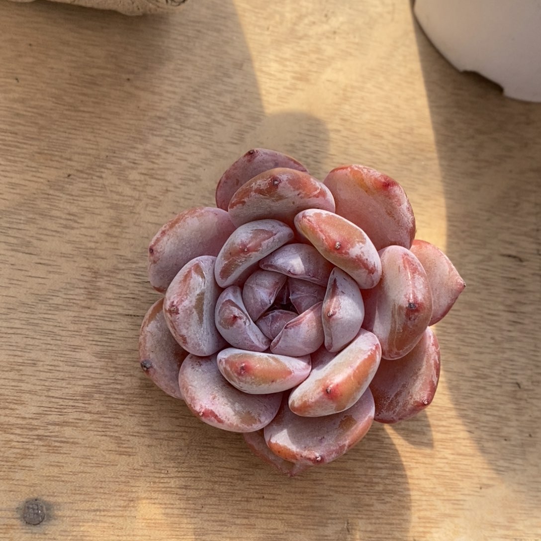 多肉植物盆栽多肉