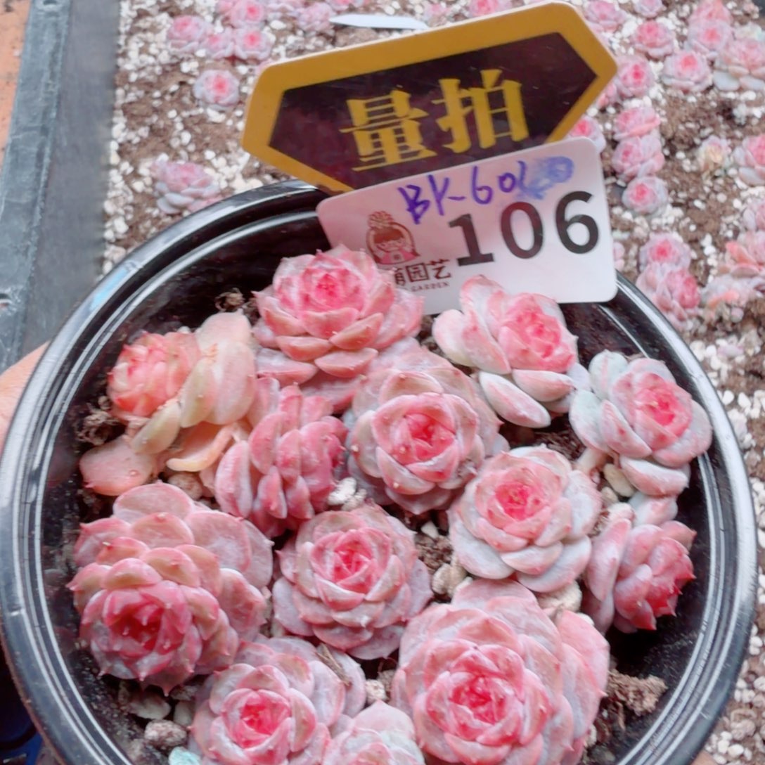 多肉植物多肉植物