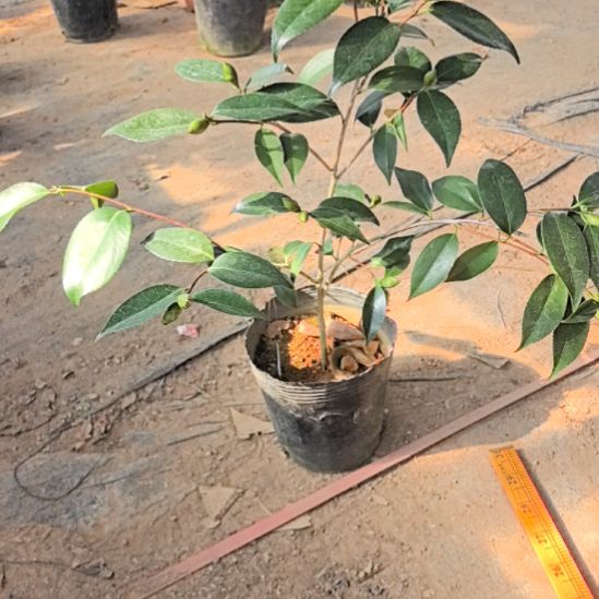 完全开放孔雀玉蒲