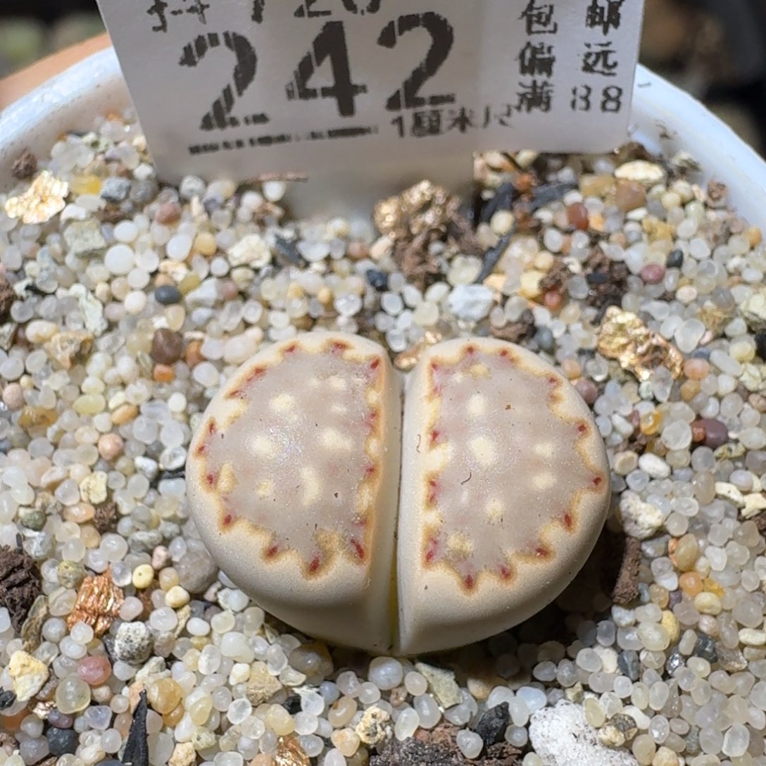 Sss清仓便宜了242