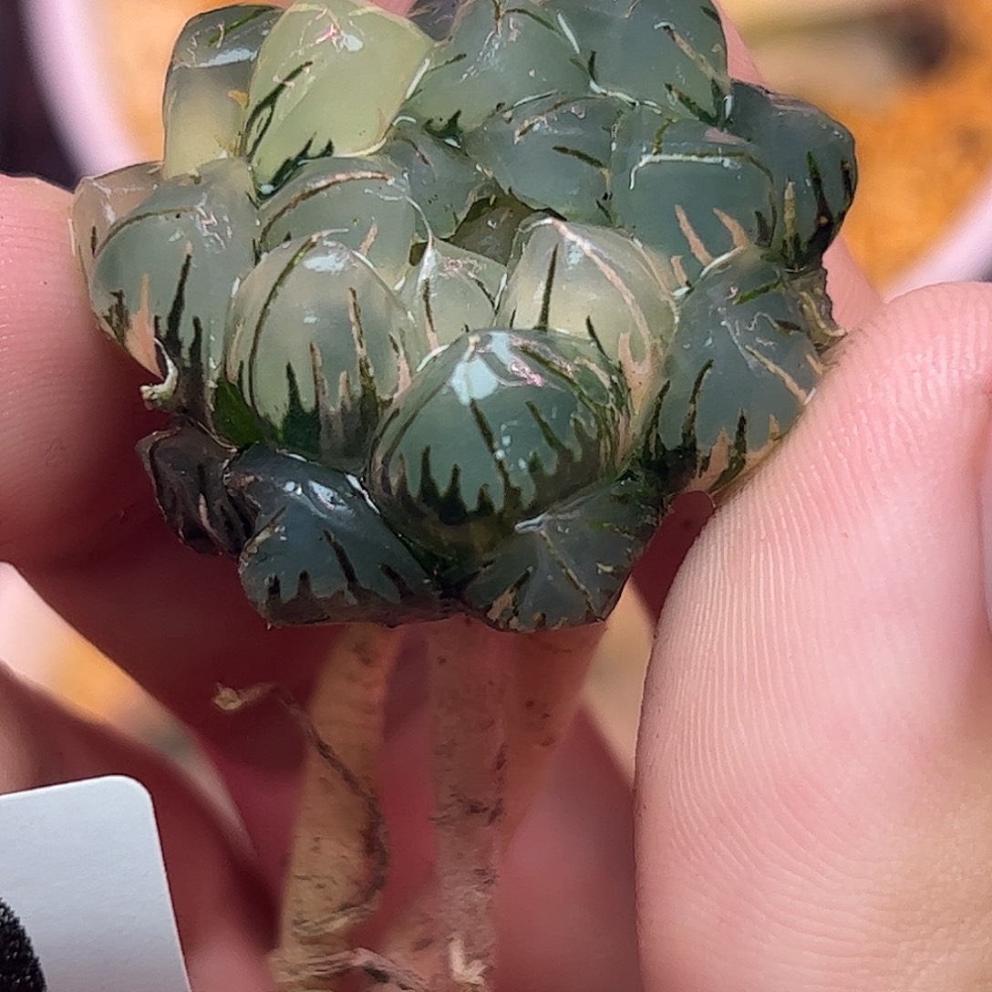 740水中月锦十二卷