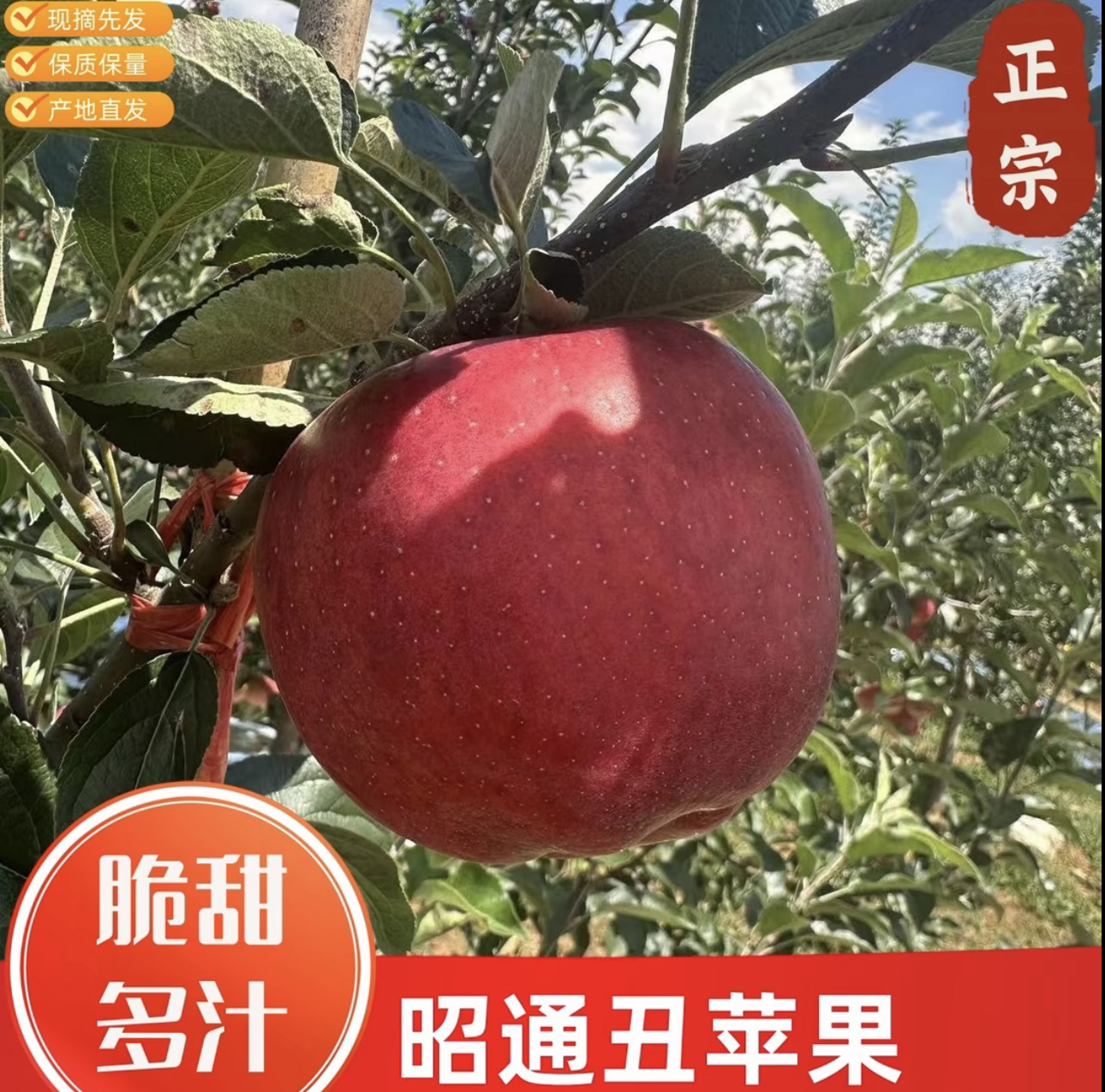 正宗云南昭通丑苹果皮薄肉厚脆甜多汁现摘现发