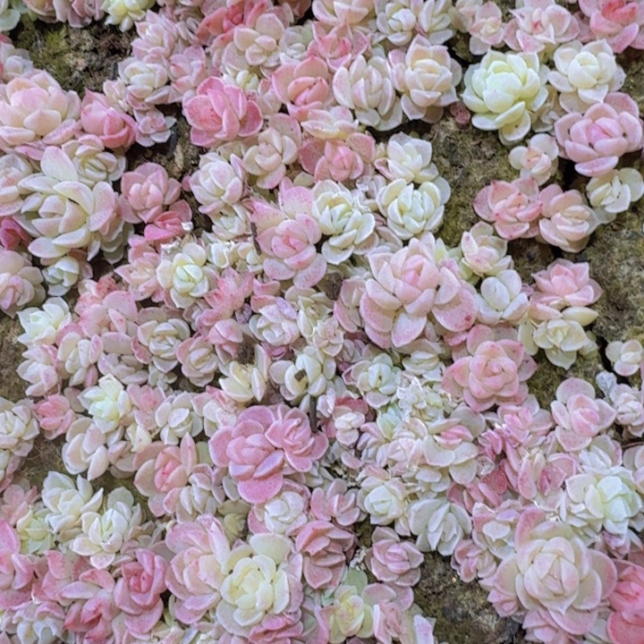 七彩糖心种播苗一份20颗上