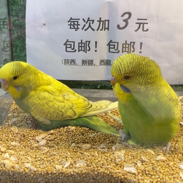 虎皮鹦鹉大头虎皮鹦鹉