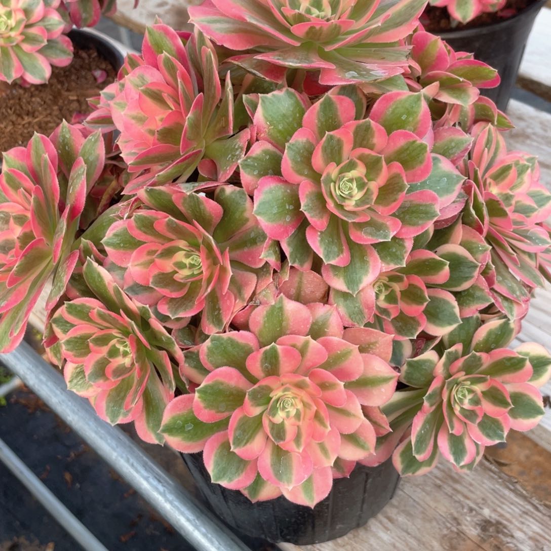 初恋老桩手捧福利115