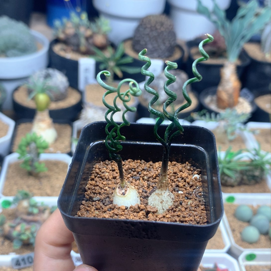 福利钢丝弹簧草母本带盆