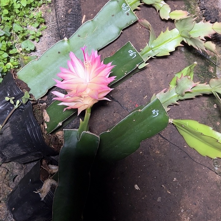 高纯067嫁接小苗一颗30