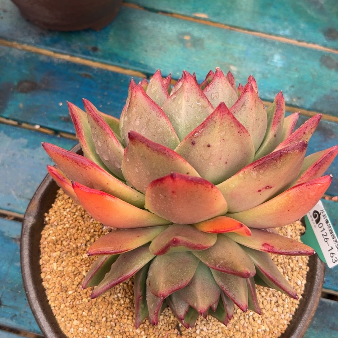 多肉一物一拍编号0126-163