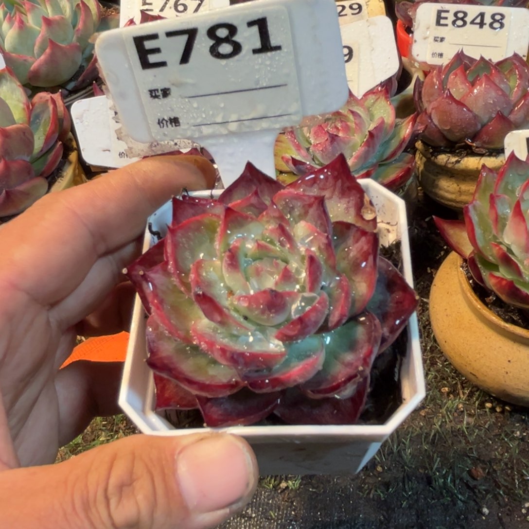 惊鸿一瞥781号多肉