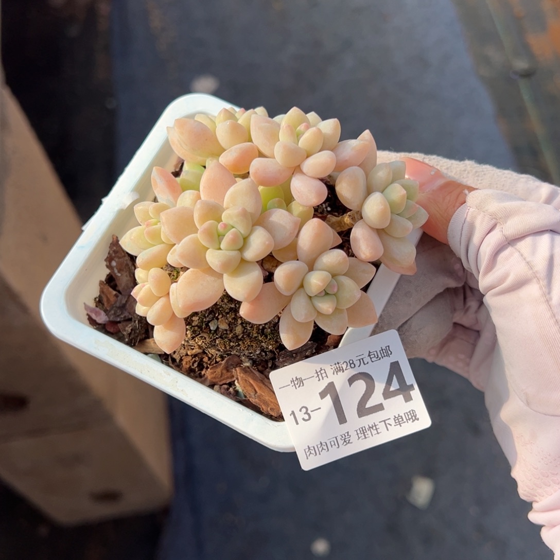 奶酪蛋糕多肉多肉多肉多肉多肉