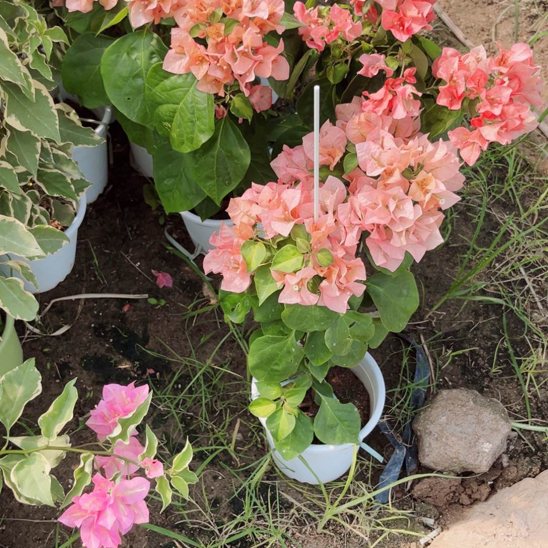 完全开放三角梅橙日落