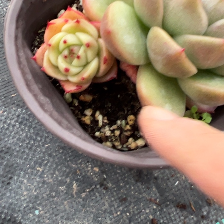 多肉植物多肉植物