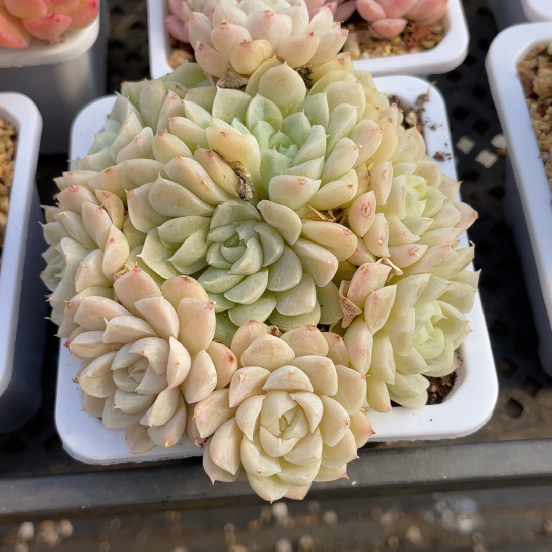 洛希女王多肉福利1324