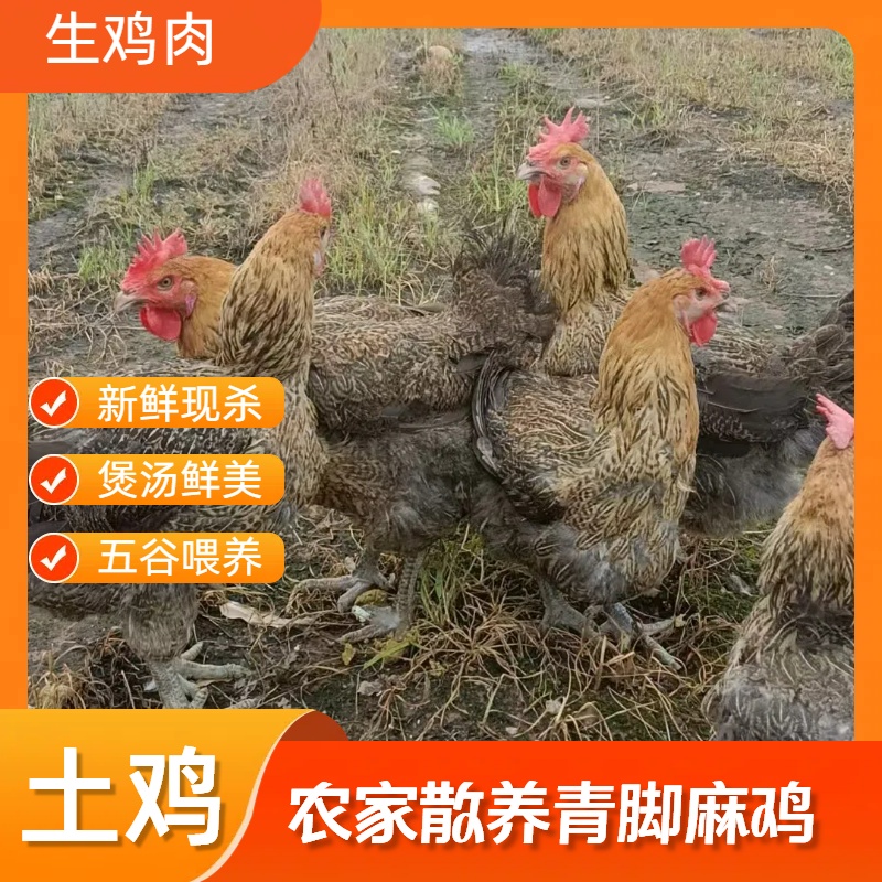 农家散养红血毛土鸡麻脚麻底鸡新鲜现杀