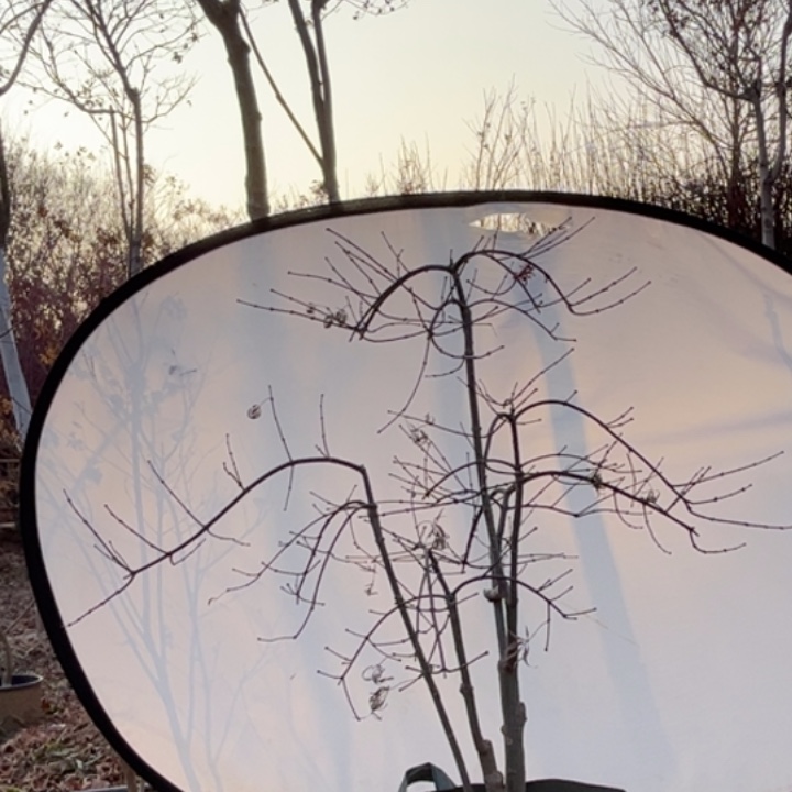 完全开放观叶植物