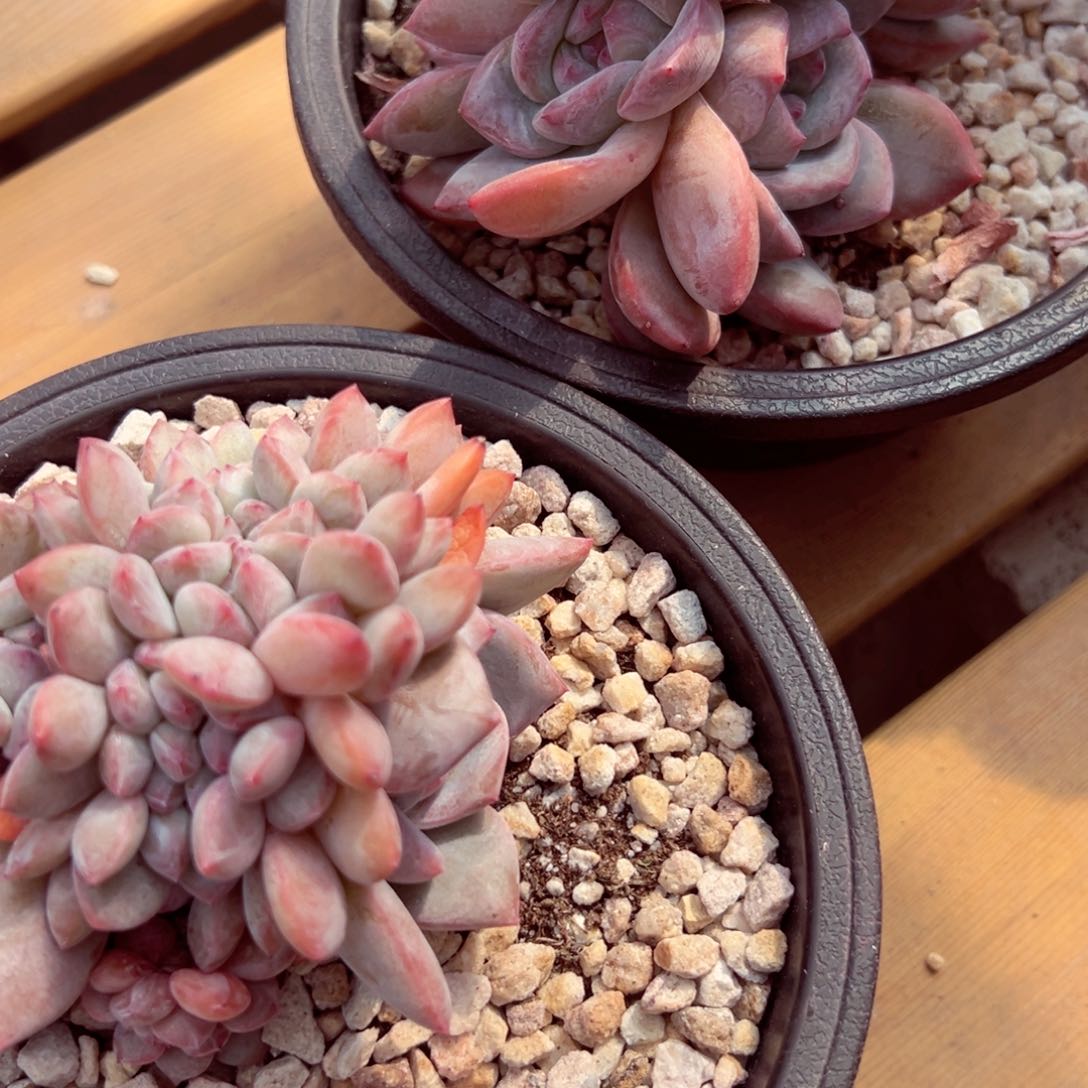 ?****)小熊软糖 石榴籽缀化210两个