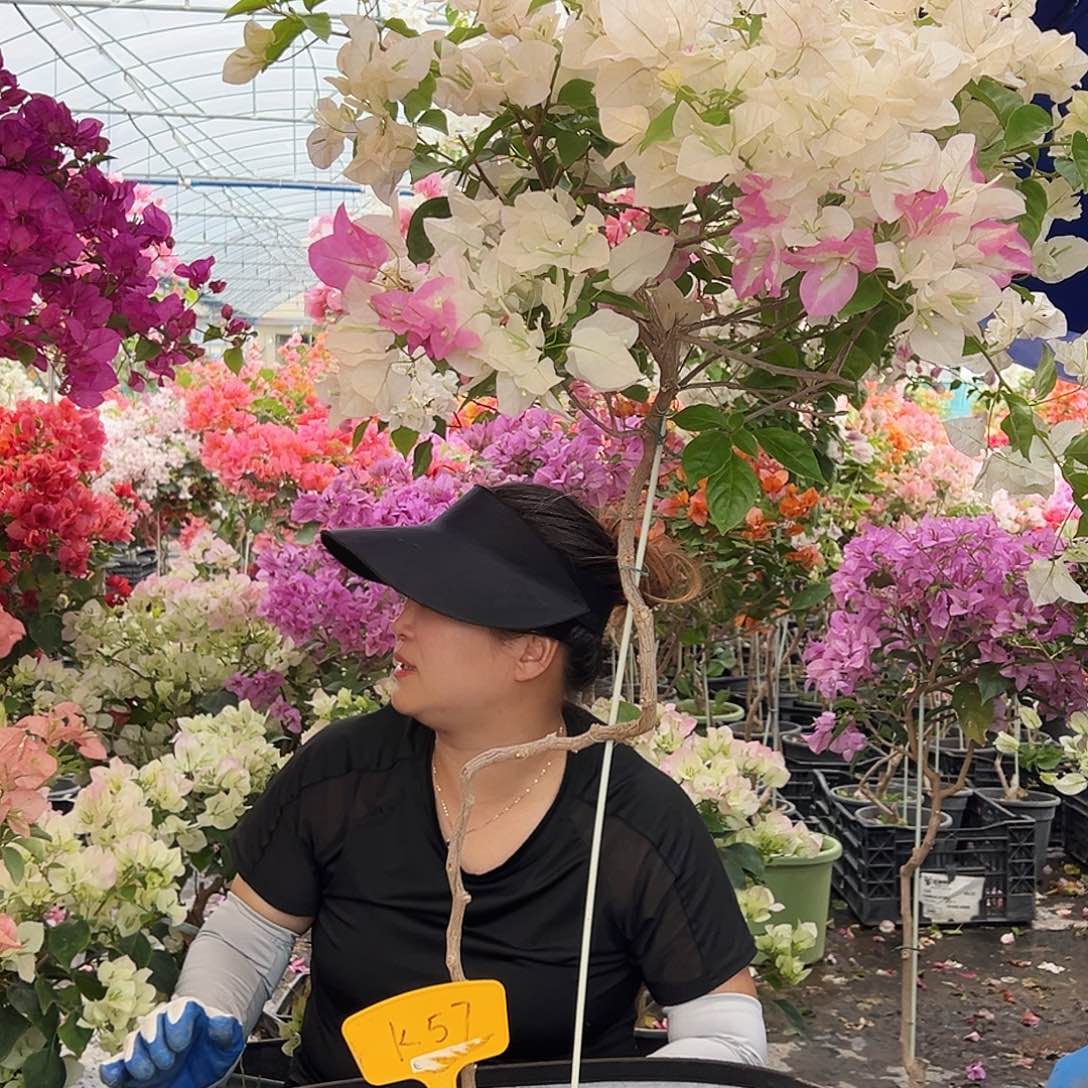 微***笑大部分花苞少量开放K57口红