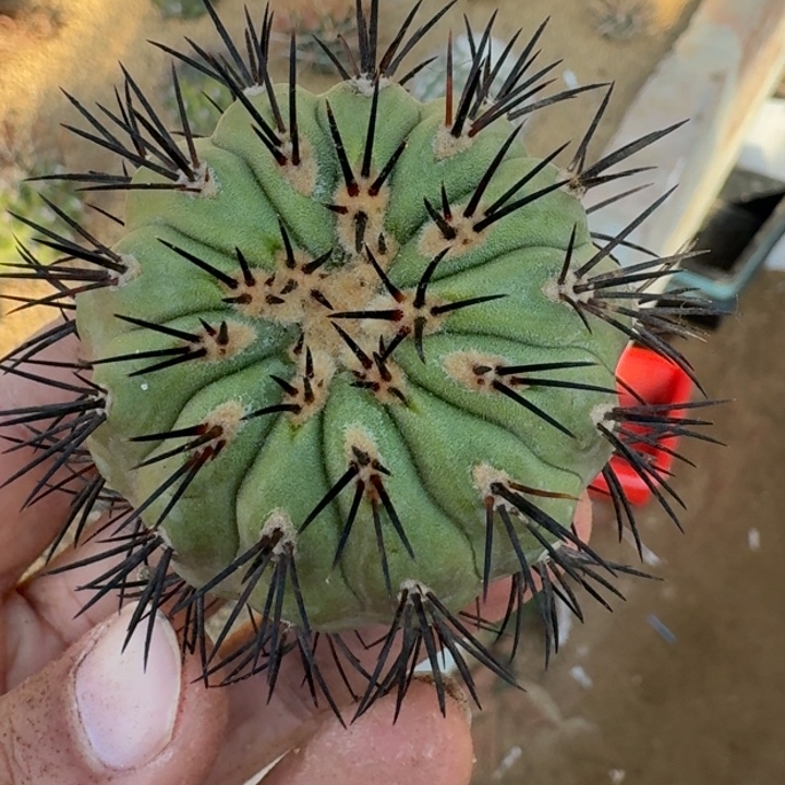 鬼神龙无根66666666