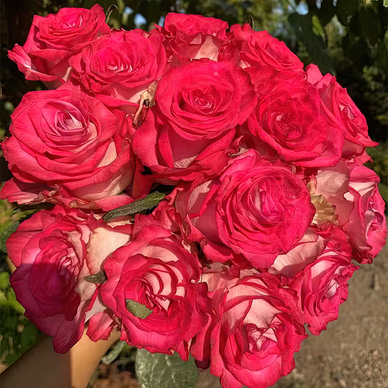 眨眼月季 切花品种 灌木大花 红色白背 切花玫瑰 直立 勤花 抗病