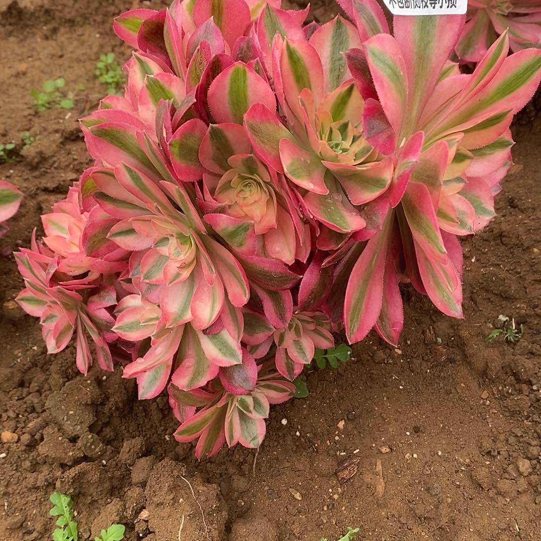 343女巫多肉法师锦有砍