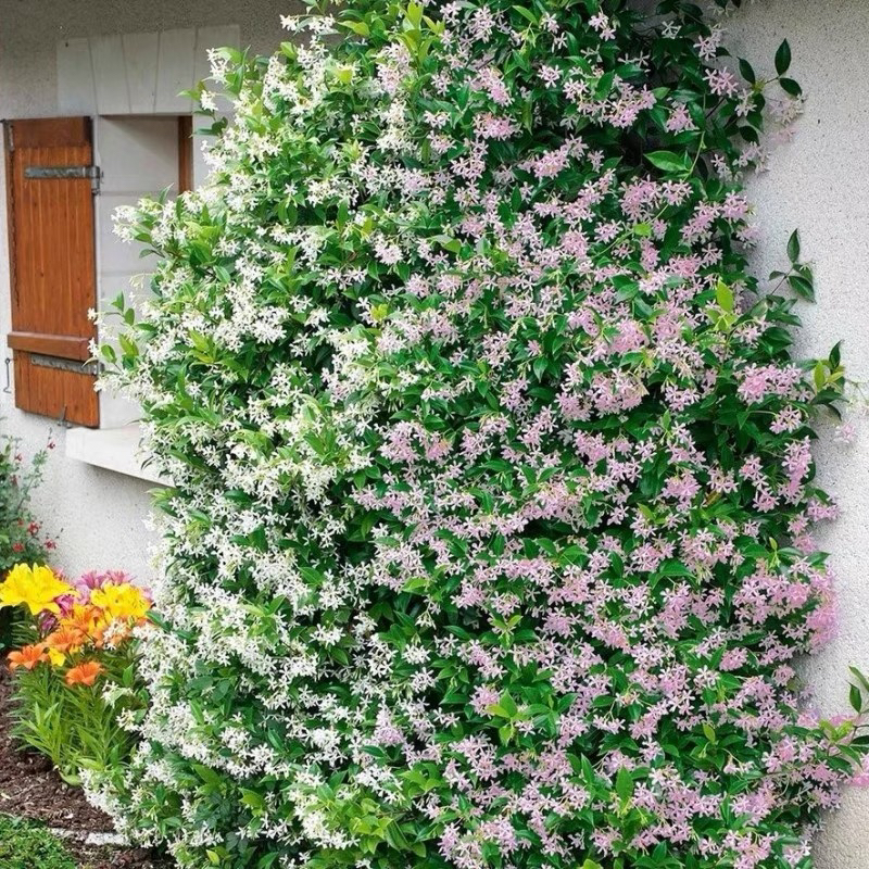 风车茉莉盆栽大苗络石藤垂丝爬藤花卉耐寒阳台绿植物四季开花庭院
