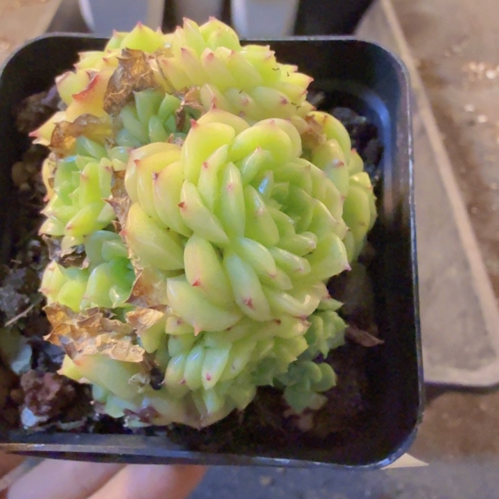 452，带盆带土发货