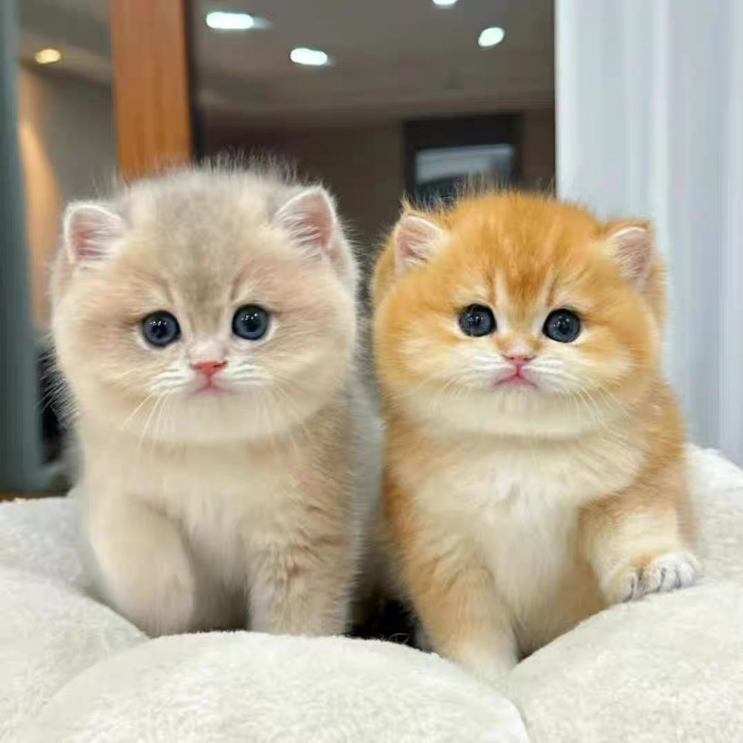 【余姐的猫屋】宠物猫活体专属链接  活体猫猫