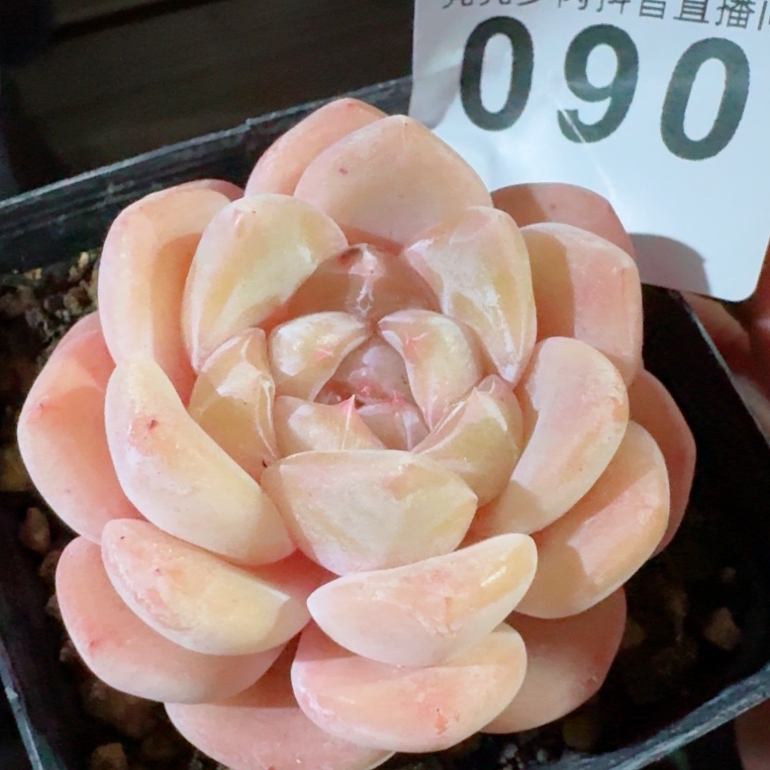 刚毅         精品多肉